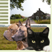 website: Dierenpension De Peelrand