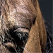 Paardenhaarsieraad